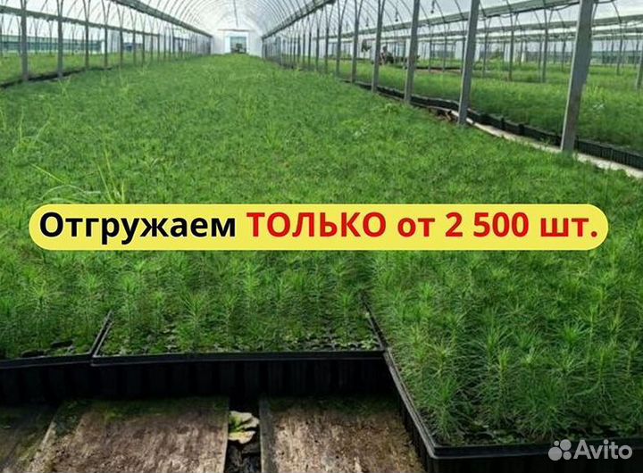 Саженцы сосны обыкновенной зкс от производителя