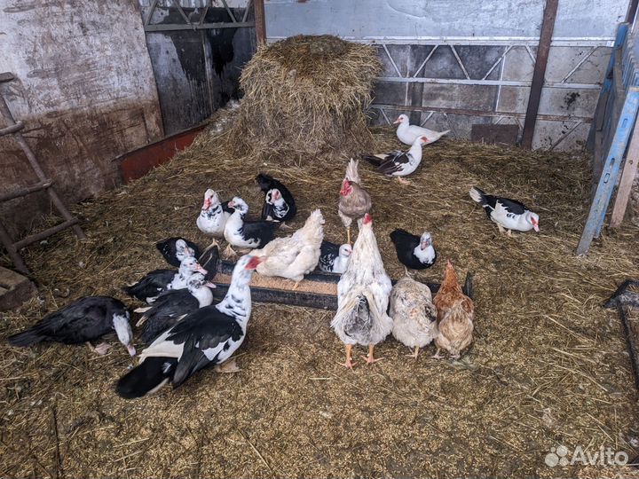 Индоутки и петухи