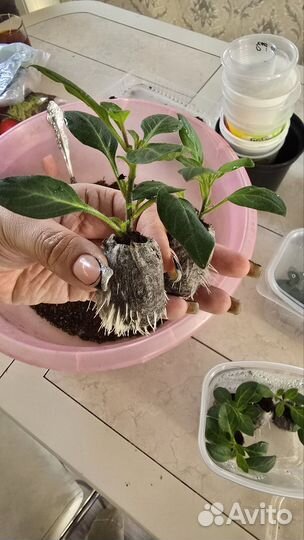 Черенки петуньи