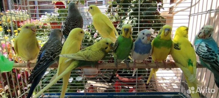Волнистый попугай молодые