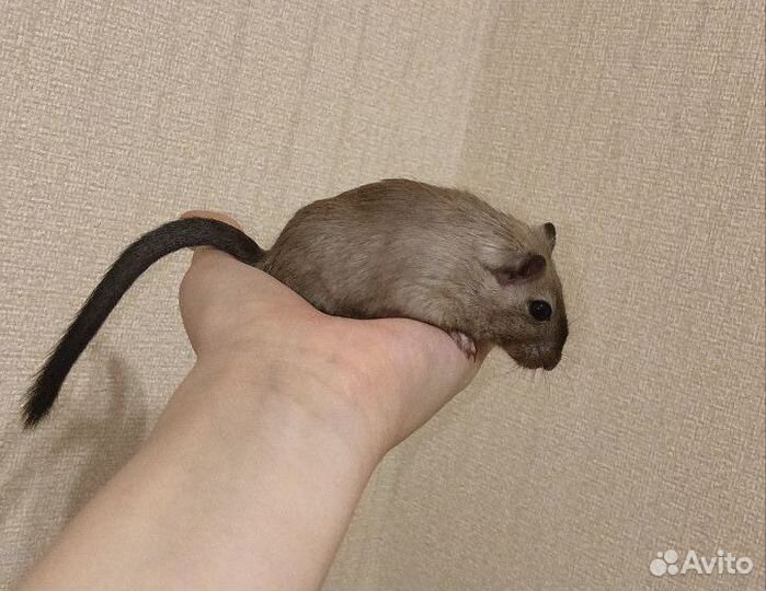 Монгольская песчанка