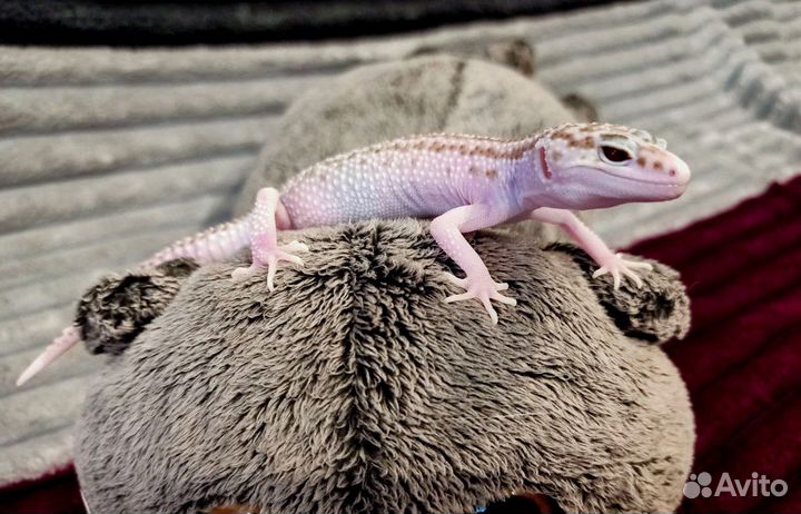 Геккон эублефар