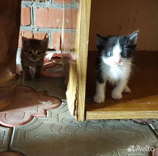 Котята в добрые руки бесплатно