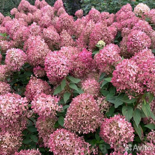 Гортензия Пиксио