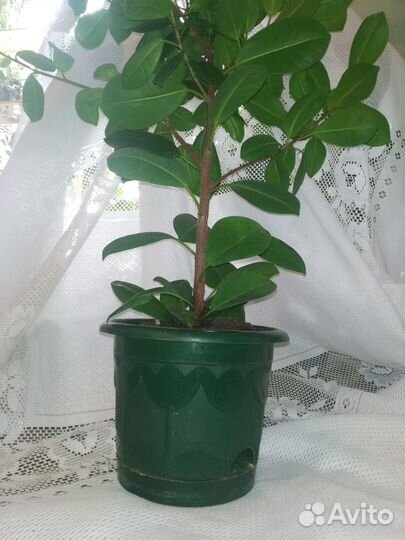 Фикус микрокарпа мокламе (Ficus Moclame)