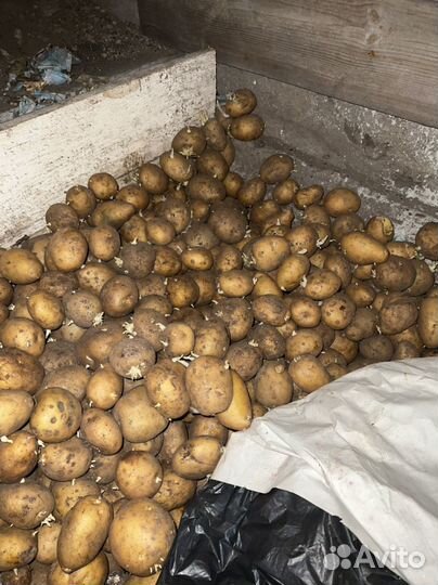 Картофель на посадку Адретта