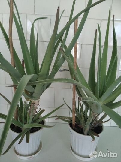 Алоэ лечебный