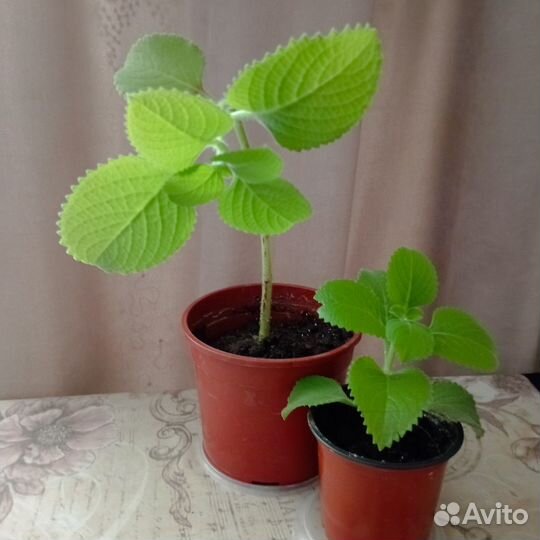 Мята кустовая