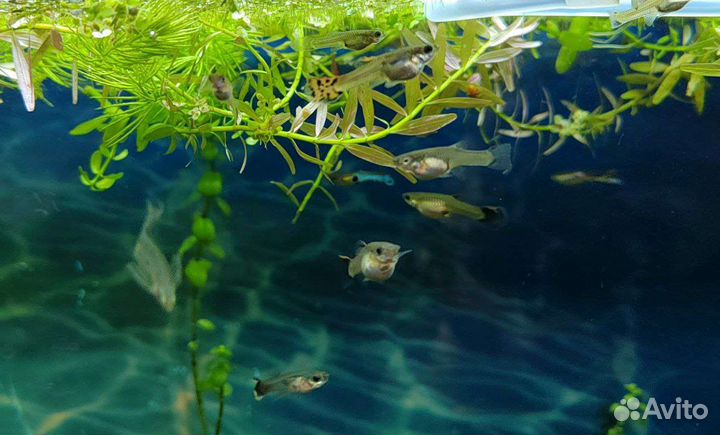 Мальки гуппи микс