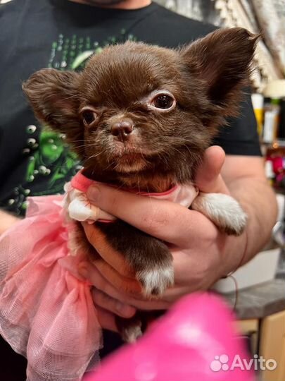 Щенки чихуахуа мини девочки