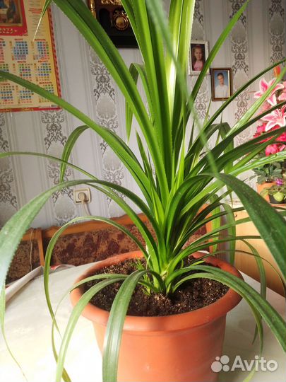 Пальма панданус