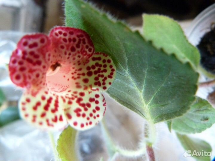 Сортовые колерии