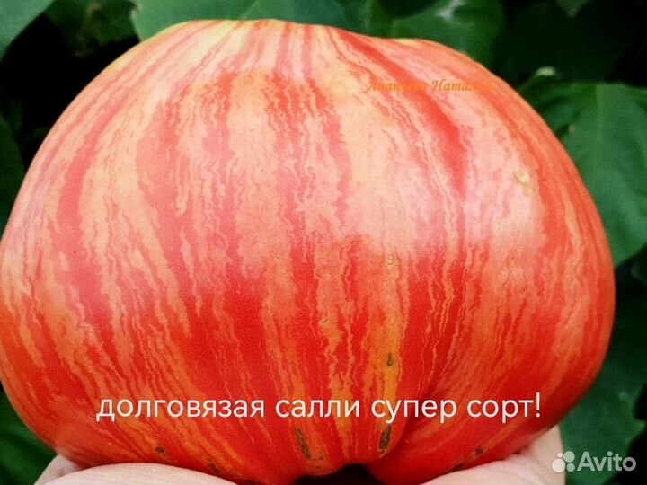 Семена коллекционных сортов томатов