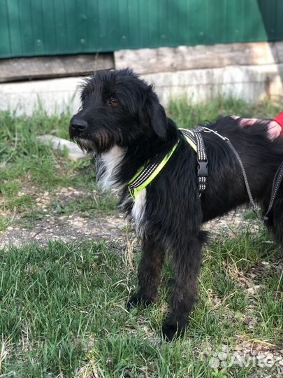 Ищем дом Кире