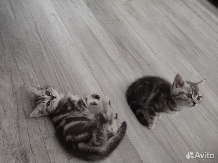 Британские мраморные котята