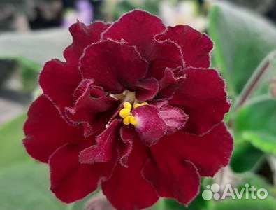 Фиалки-детки