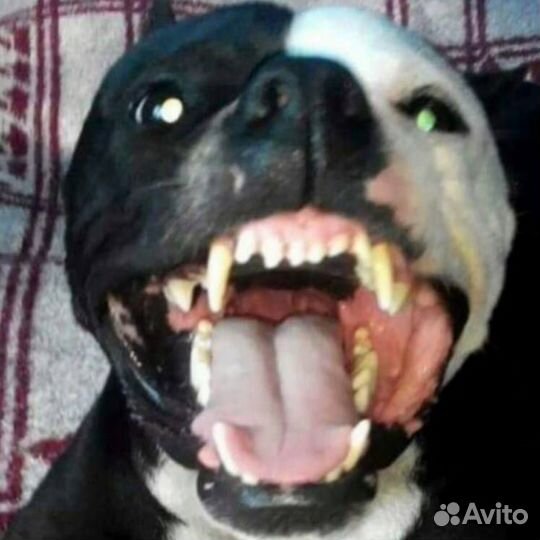 Корм для собак больших и средних пород