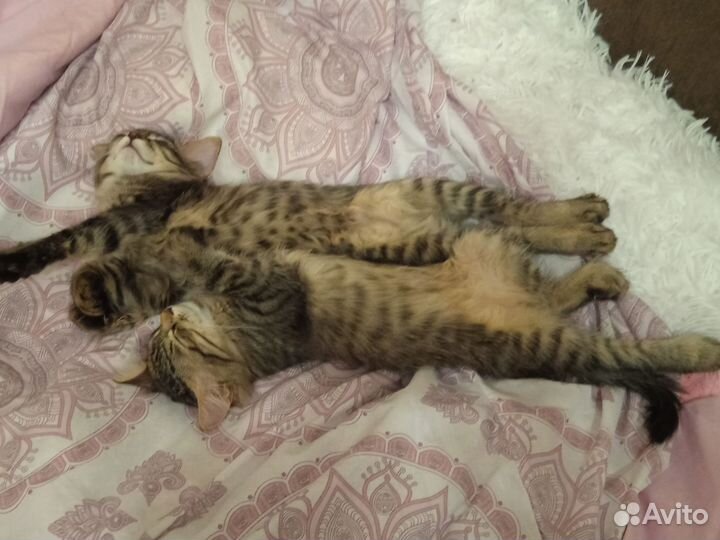Котик в добрые руки