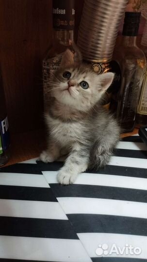 Котенок в дар