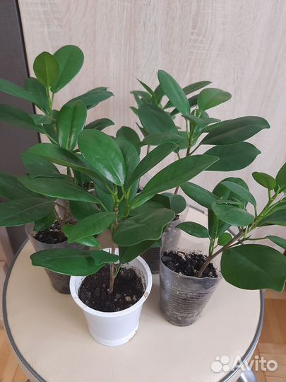 Фикус Мокламе маленькие и большие