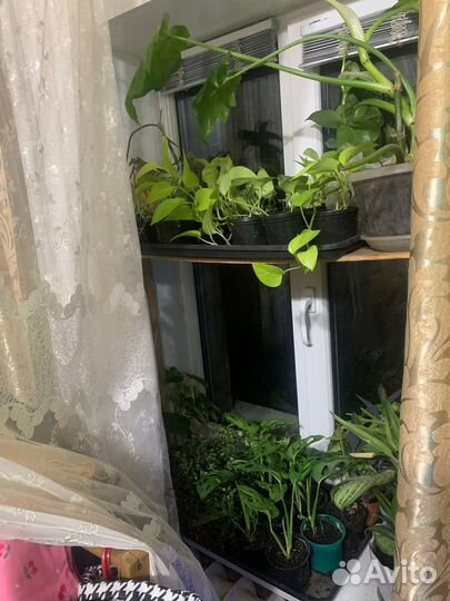 Пилея, пеперомия