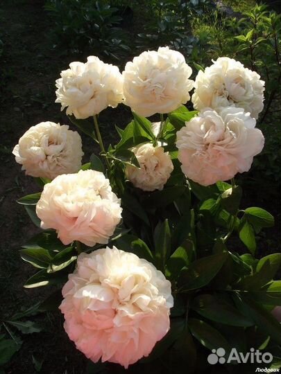 Пион Блонд Вижн (окс, 3-5 почек)