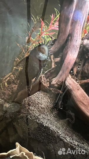 Сомики анциструсы