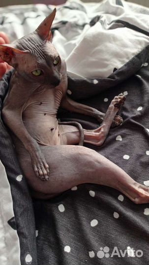 Донской сфинкс вязка