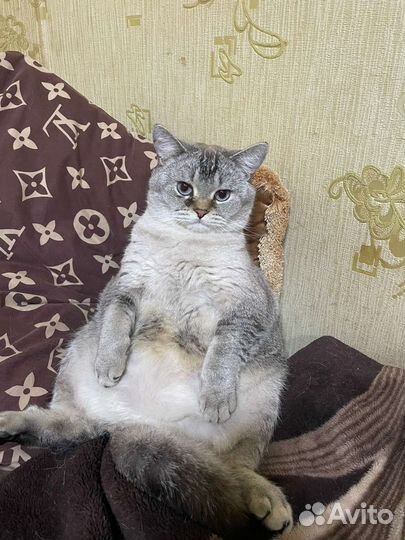 Британский котик Симба