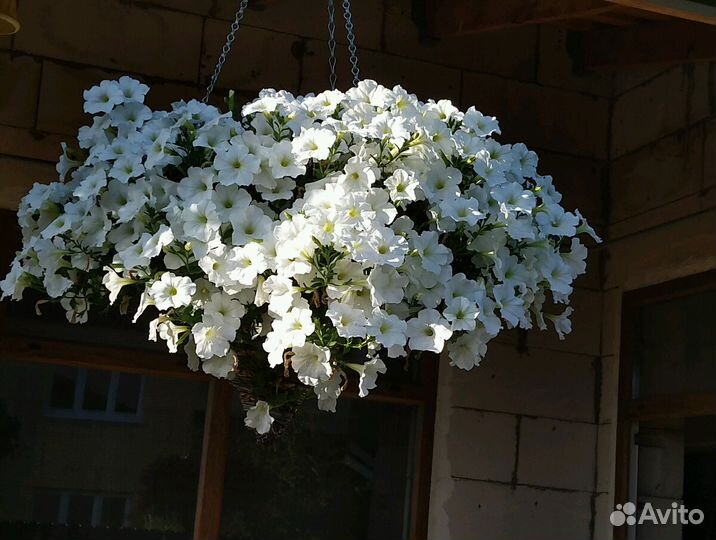 Ампельные петунии