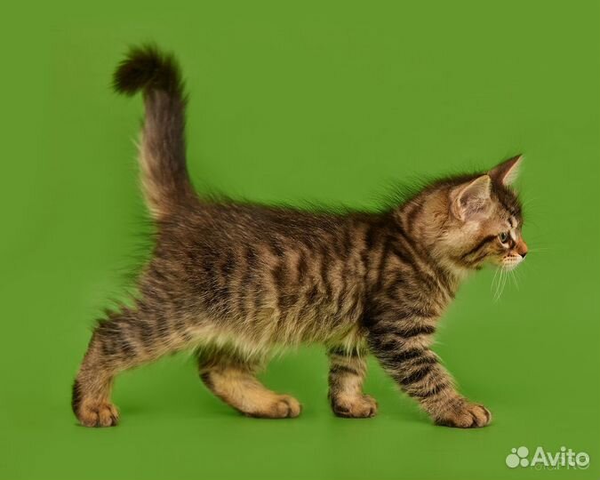 Сибирские котята