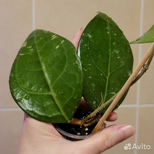 Хойя vеrtiсillаtа sр. lаmрung