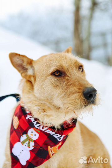 Скромный бородатик Вуди ищет дом