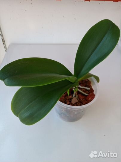 Орхидея фаленопсис желтая