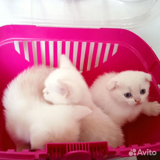 Шотландские котята