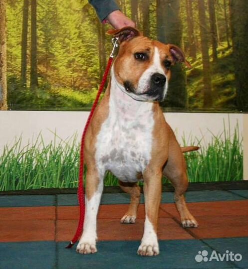 Щенки амстаффа, питомник