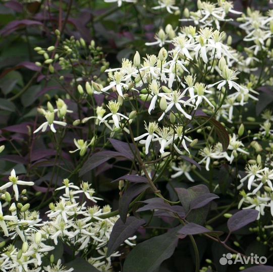 Клематис прямой Ректа Пурпуреа