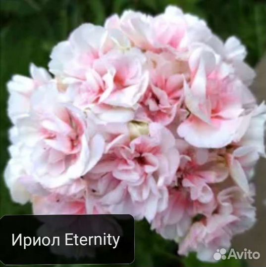 Сортовая пеларгония