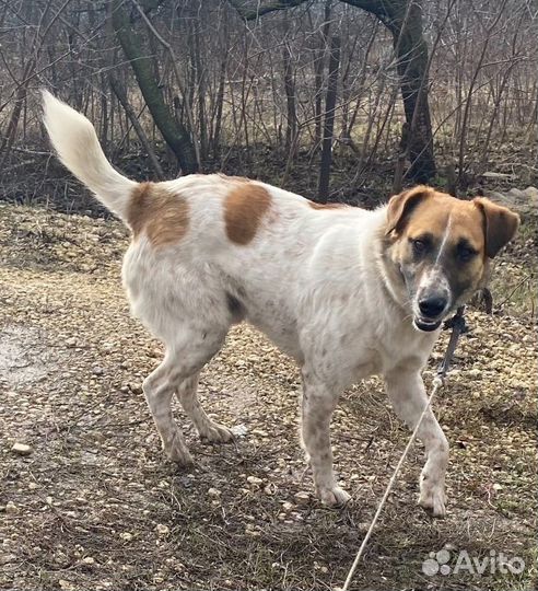 Любитель игр, активных прогулок ищет семью