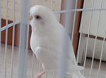 Волнистый попугай самка белая