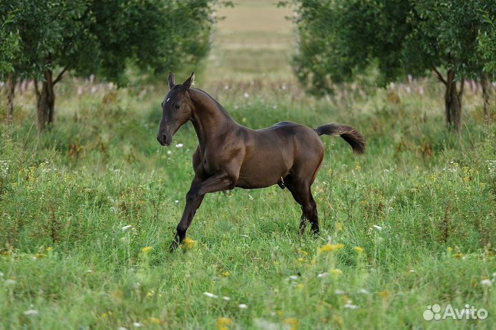 Ахалтекинский жеребец