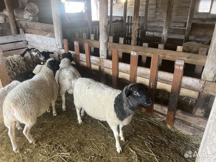 Бараны Дорпер