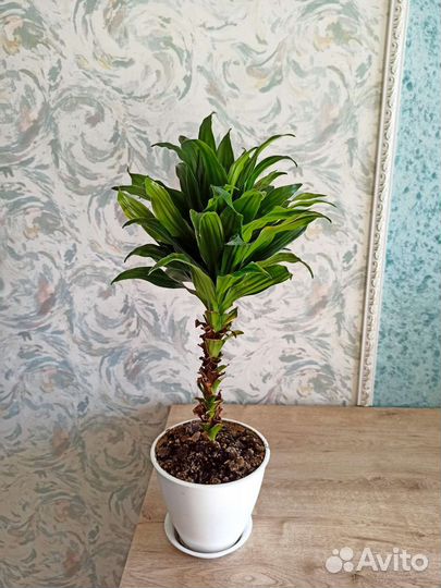 Драцена компакта