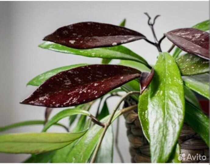 Срез с хойи Royal Hawaiian Purple