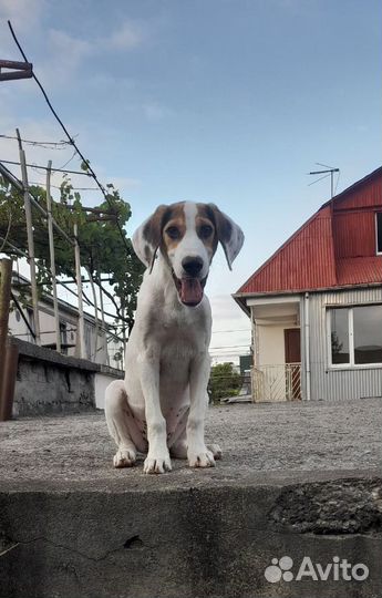 Далматин метис щенок