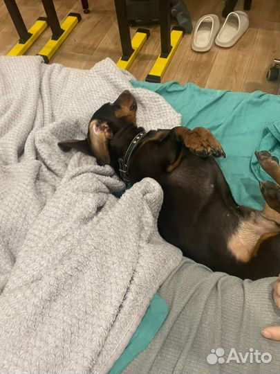 Пристраивается мальчик таксы, РКФ