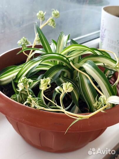 Хлорофитум кудрявый