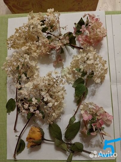 Наборы сухоцветов для творчества. Гербарий