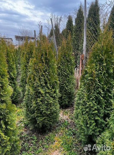 Туя Смарагд