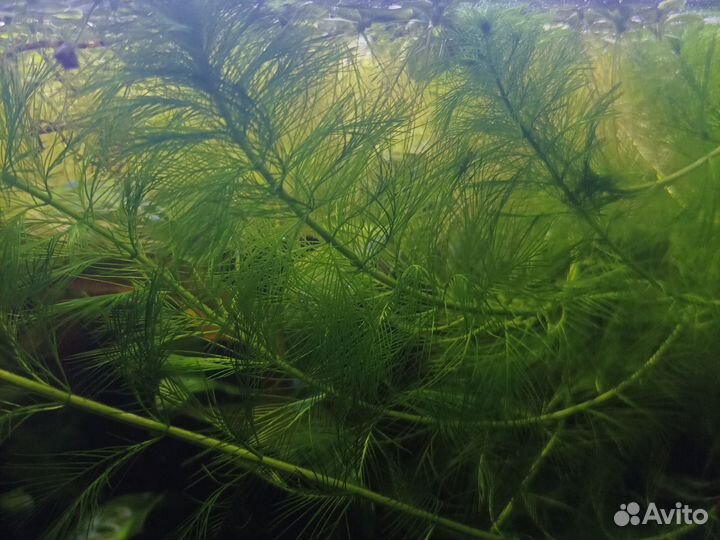 Роголист Пистия Крипто Перистол Валиснер Спираль